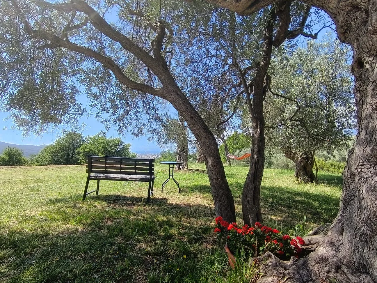 Apartman kod stare masline - Bar